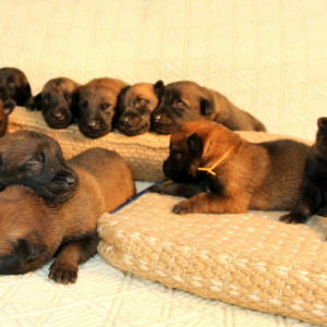 Chiots malinois |Brger belge |Sociabiliation |Fatigue |Naissance