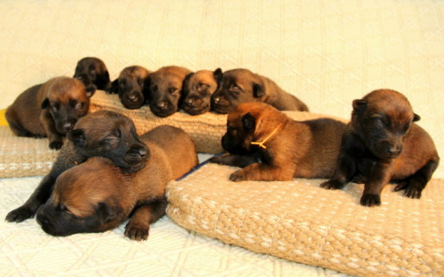Chiots malinois |Brger belge |Sociabiliation |Fatigue |Naissance