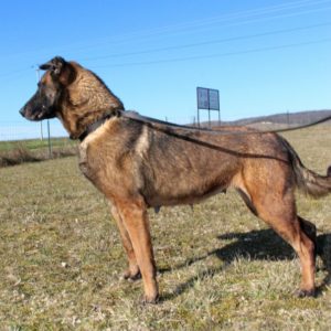 Malinois |LOF | Elevage canin | Berger Malinois | Chiot