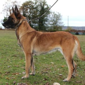 Malinois |LOF | Elevage canin | Berger Malinois | Chiot