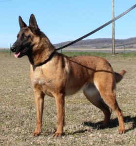 Malinois |LOF | Elevage canin | Berger Malinois | Chiot