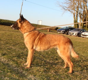 Reproducteur | Malinois | LOF | Elevage canin | Berger Malinois | Chiot