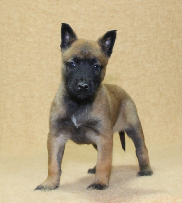 Chiots | Malinois | LOF | Elevage | Paradisdesedelweiss |