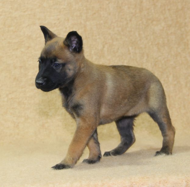 Chiots | Malinois | LOF | Elevage | Paradisdesedelweiss |