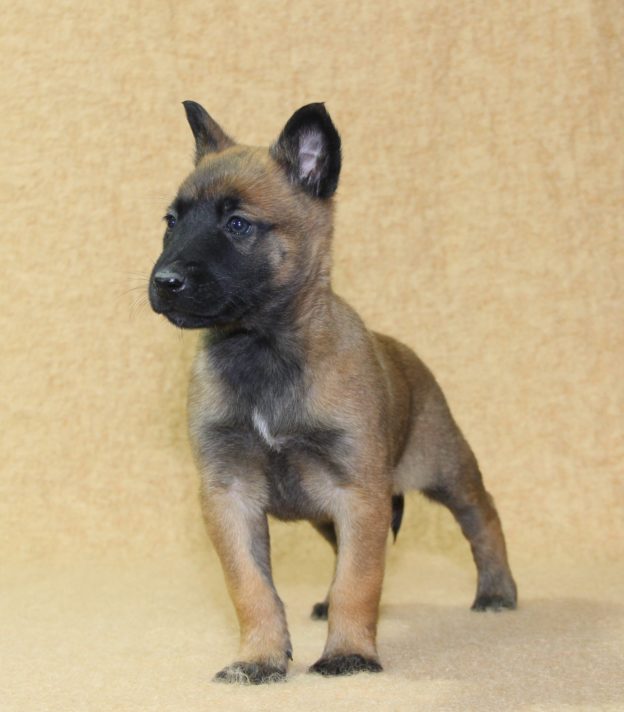 Chiots | Malinois | LOF | Elevage | Paradisdesedelweiss |