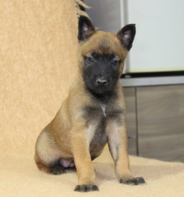 Chiots | Malinois | LOF | Elevage | Paradisdesedelweiss |