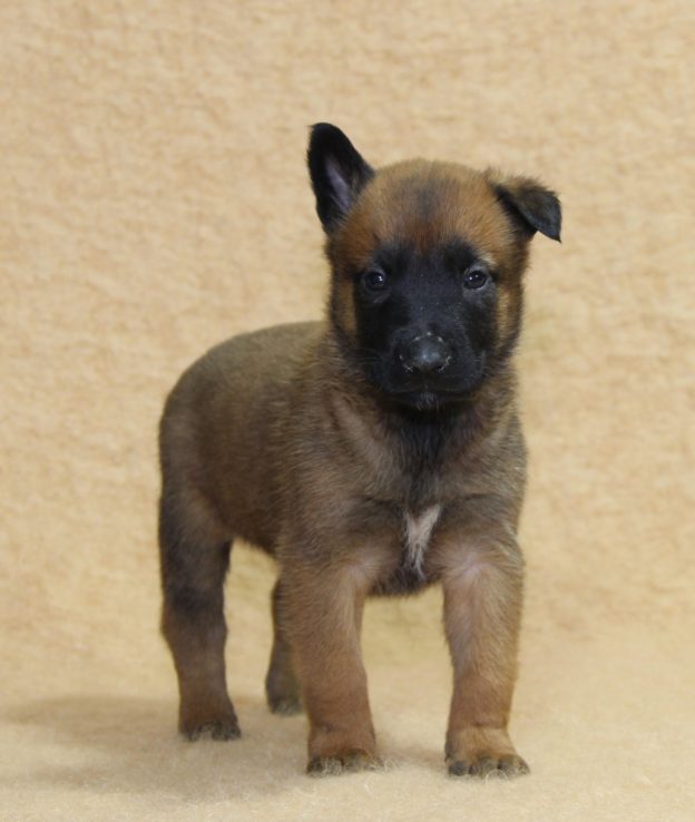 Chiots | Malinois | LOF | Elevage | Paradisdesedelweiss |