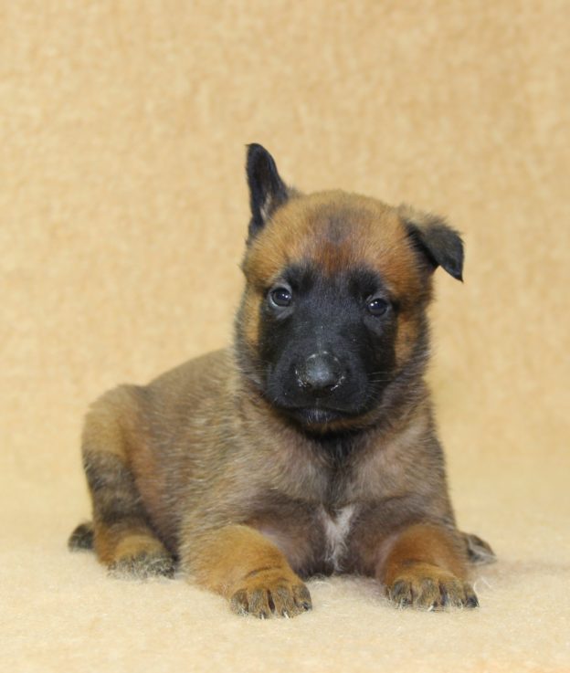 Chiots | Malinois | LOF | Elevage | Paradisdesedelweiss |