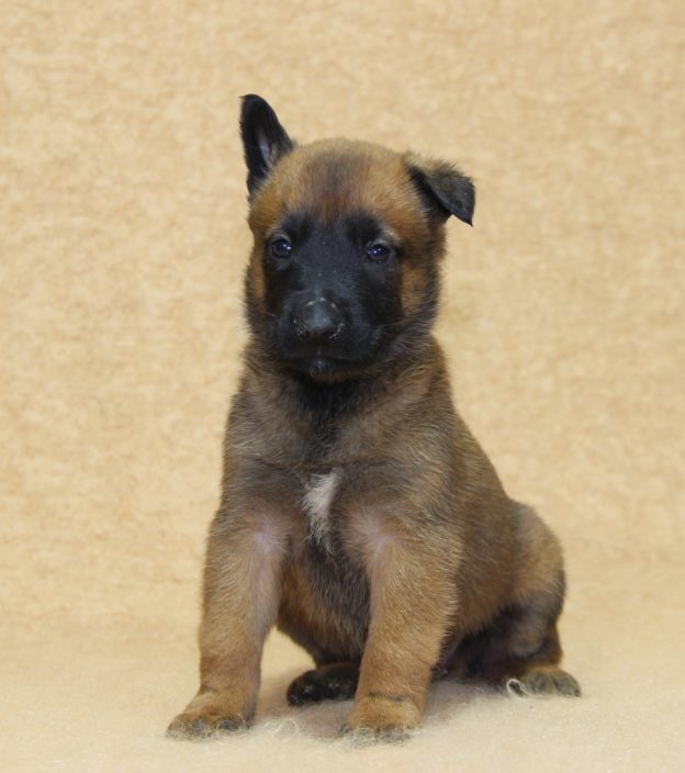 Chiots | Malinois | LOF | Elevage | Paradisdesedelweiss |