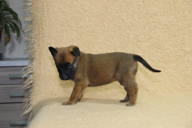 Chiots | Malinois | LOF | Elevage | Paradisdesedelweiss |