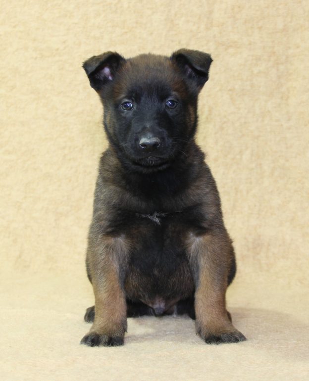 Chiots | Malinois | LOF | Elevage | Paradisdesedelweiss |