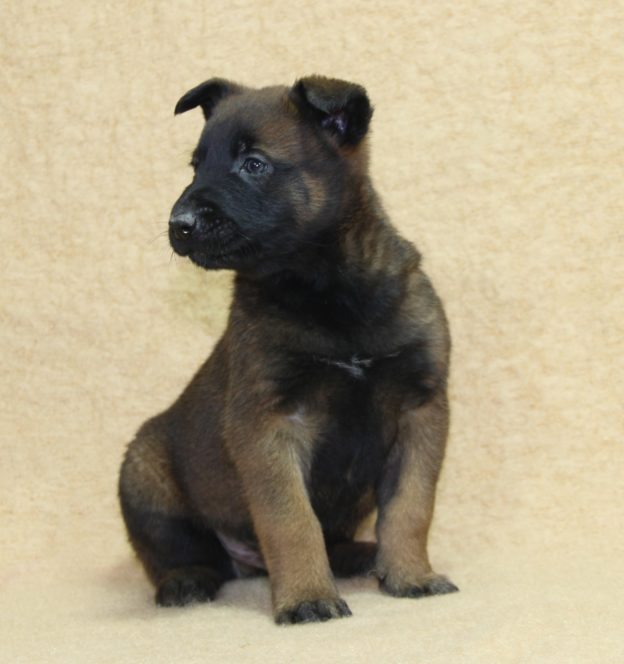 Chiots | Malinois | LOF | Elevage | Paradisdesedelweiss |