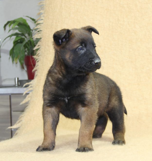Chiots | Malinois | LOF | Elevage | Paradisdesedelweiss |