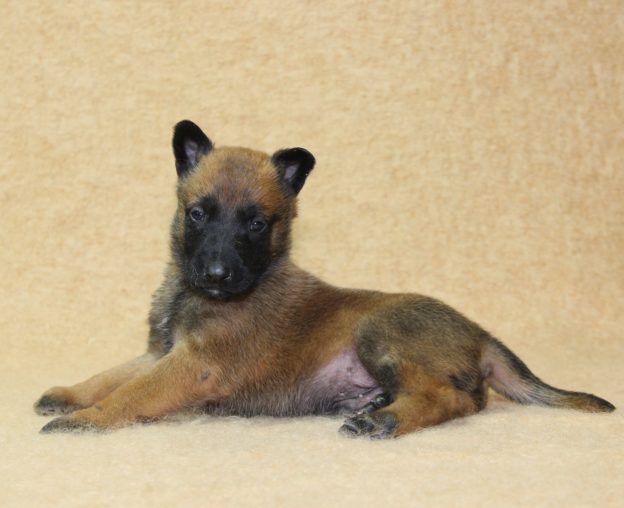 Chiots | Malinois | LOF | Elevage | Paradisdesedelweiss |