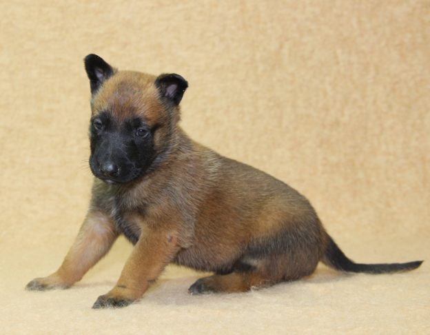 Chiots | Malinois | LOF | Elevage | Paradisdesedelweiss |