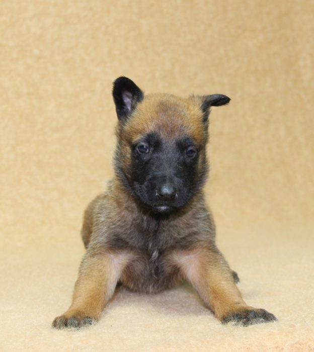 Chiots | Malinois | LOF | Elevage | Paradisdesedelweiss |