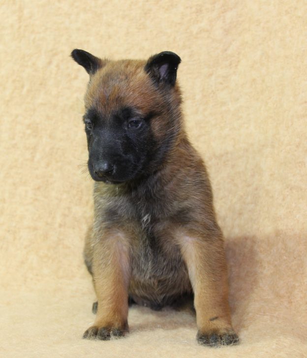 Chiots | Malinois | LOF | Elevage | Paradisdesedelweiss |