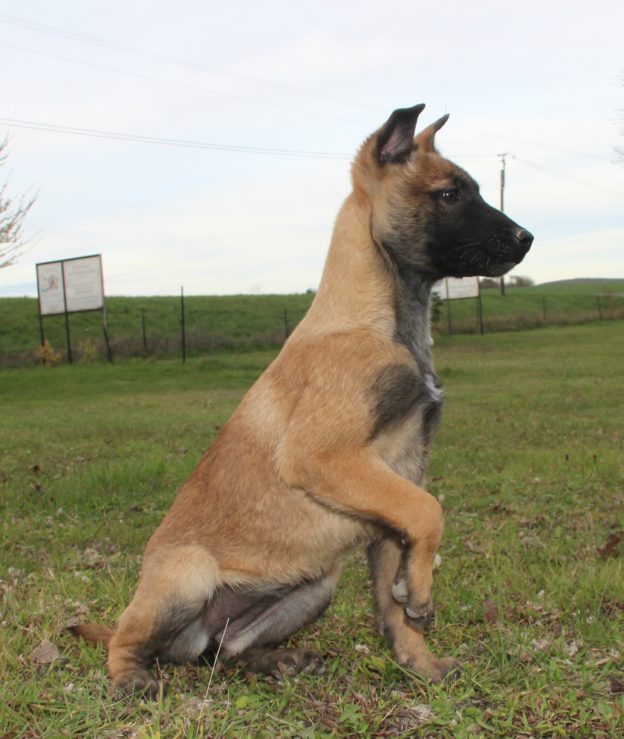 Chiots | Malinois | LOF | Elevage | Paradisdesedelweiss |