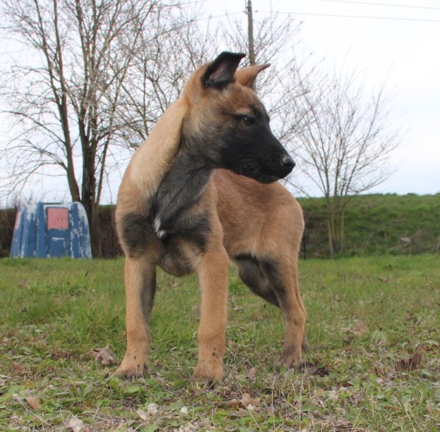 Chiots | Malinois | LOF | Elevage | Paradisdesedelweiss |