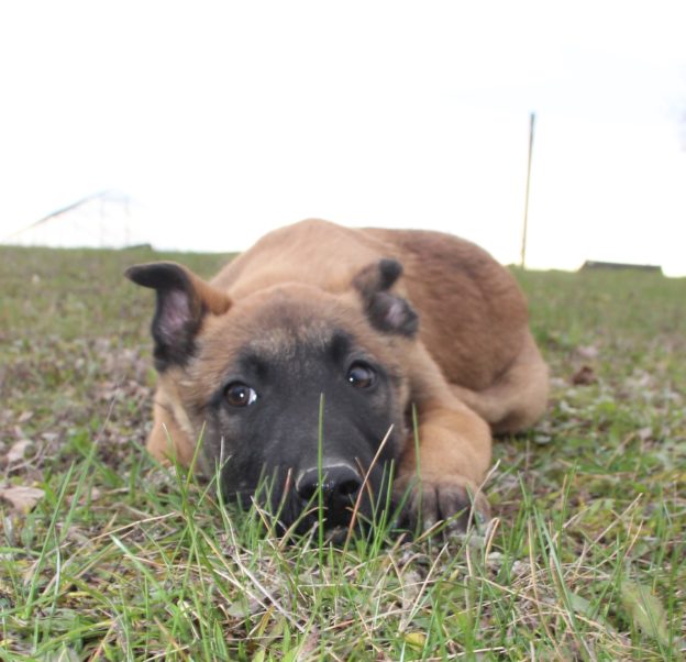 Chiots | Malinois | LOF | Elevage | Paradisdesedelweiss |