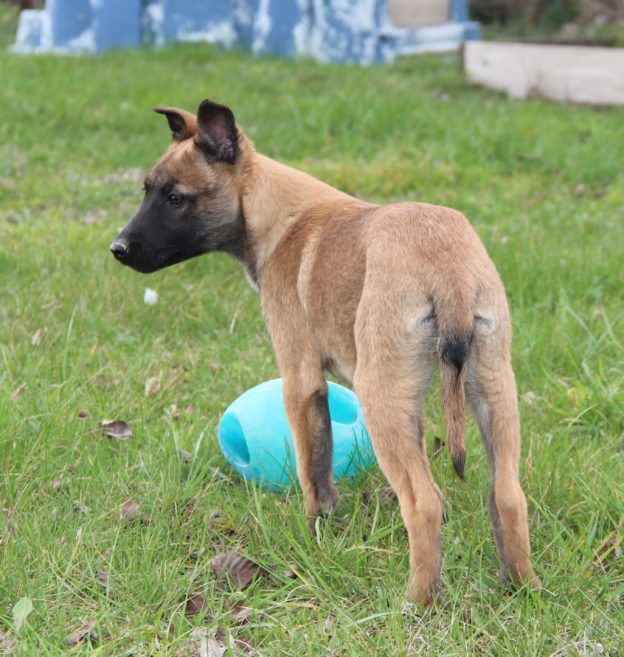 Chiots | Malinois | LOF | Elevage | Paradisdesedelweiss |