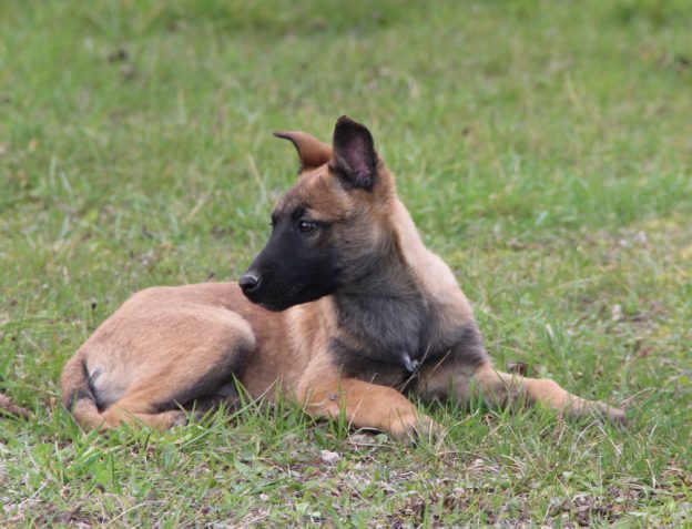 Chiots | Malinois | LOF | Elevage | Paradisdesedelweiss |