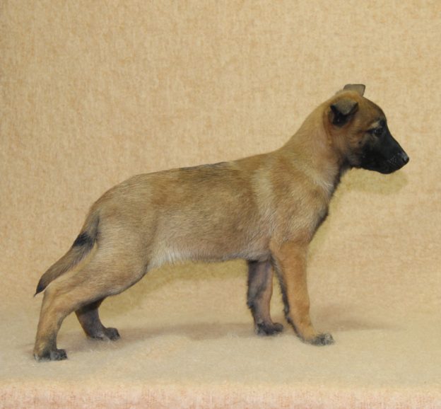 Chiots | Malinois | LOF | Elevage | Paradisdesedelweiss |