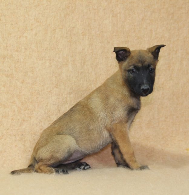 Chiots | Malinois | LOF | Elevage | Paradisdesedelweiss |