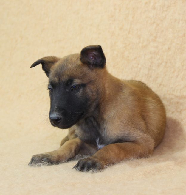Chiots | Malinois | LOF | Elevage | Paradisdesedelweiss |