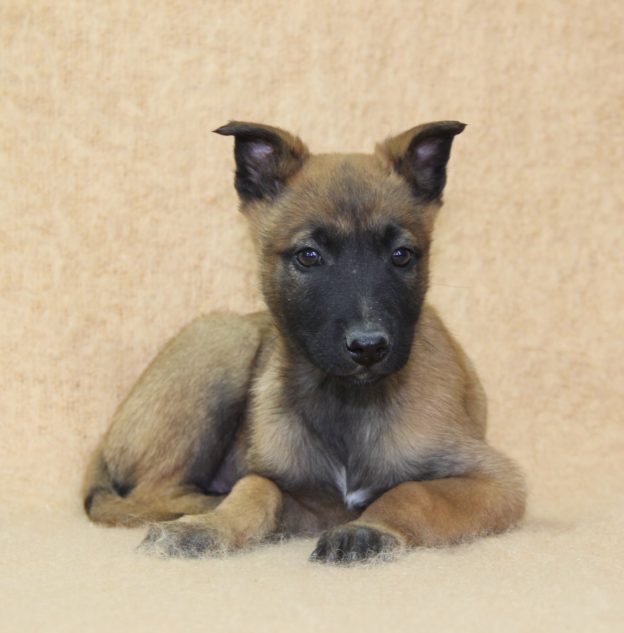Chiots | Malinois | LOF | Elevage | Paradisdesedelweiss |