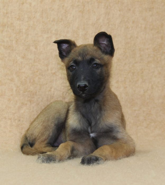 Chiots | Malinois | LOF | Elevage | Paradisdesedelweiss |