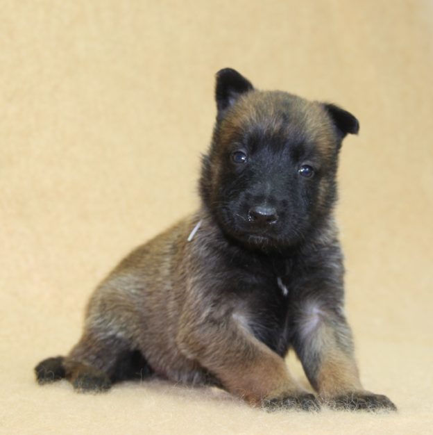 Chiots | Malinois | LOF | Elevage | Paradisdesedelweiss |