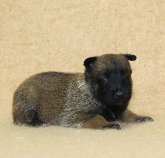 Chiots | Malinois | LOF | Elevage | Paradisdesedelweiss |