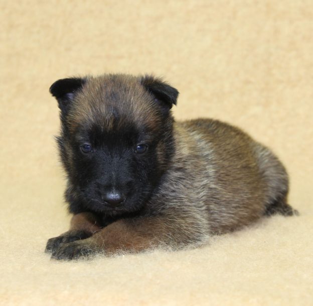 Chiots | Malinois | LOF | Elevage | Paradisdesedelweiss |