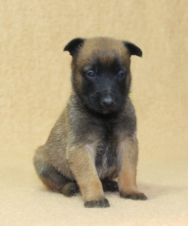 Chiots | Malinois | LOF | Elevage | Paradisdesedelweiss |