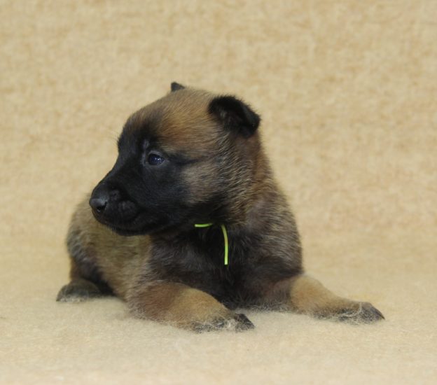 Chiots | Malinois | LOF | Elevage | Paradisdesedelweiss |