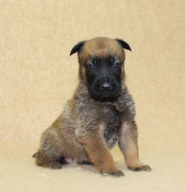 Chiots | Malinois | LOF | Elevage | Paradisdesedelweiss |