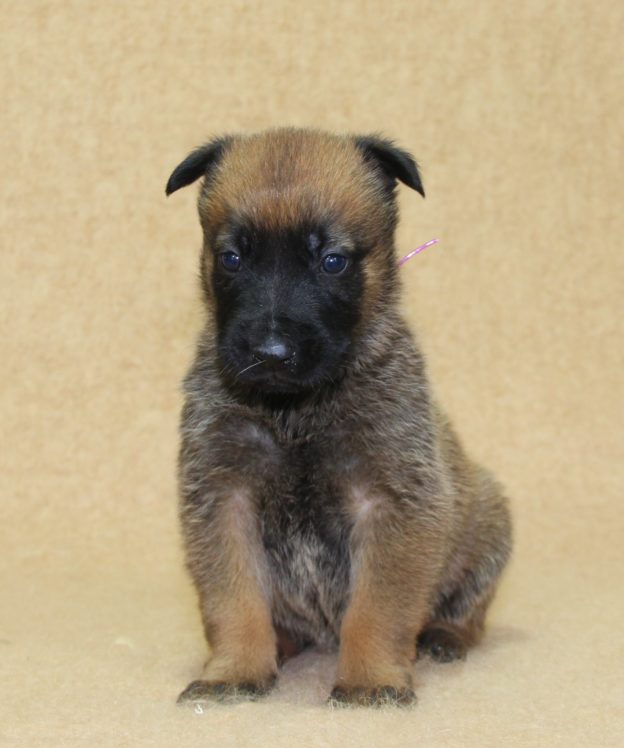 Chiots | Malinois | LOF | Elevage | Paradisdesedelweiss |