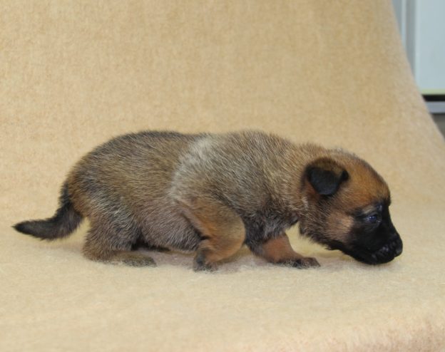 Chiots | Malinois | LOF | Elevage | Paradisdesedelweiss |