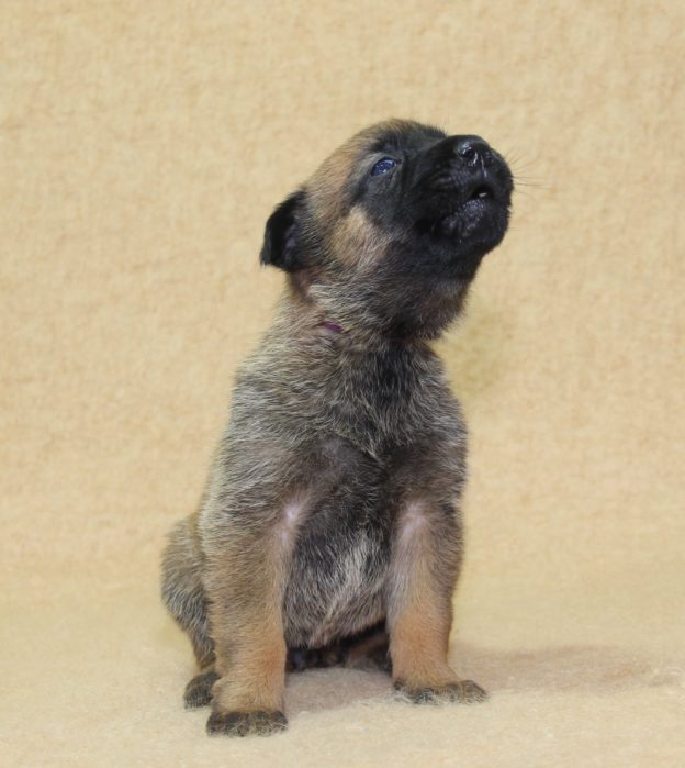 Chiots | Malinois | LOF | Elevage | Paradisdesedelweiss |