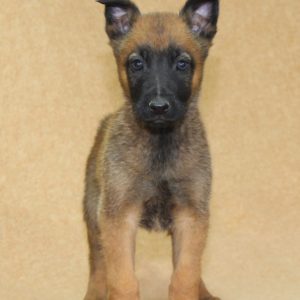 Chiots | Malinois | LOF | Elevage | Paradisdesedelweiss |