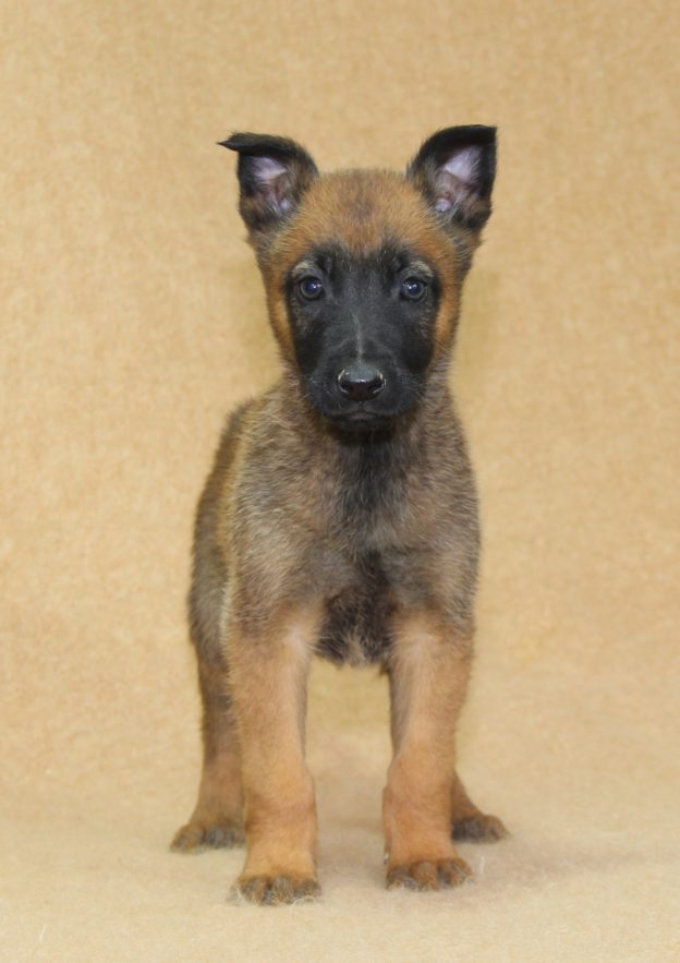 Chiots | Malinois | LOF | Elevage | Paradisdesedelweiss |