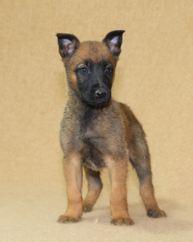 Chiots | Malinois | LOF | Elevage | Paradisdesedelweiss |