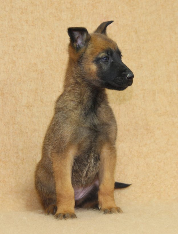 Chiots | Malinois | LOF | Elevage | Paradisdesedelweiss |