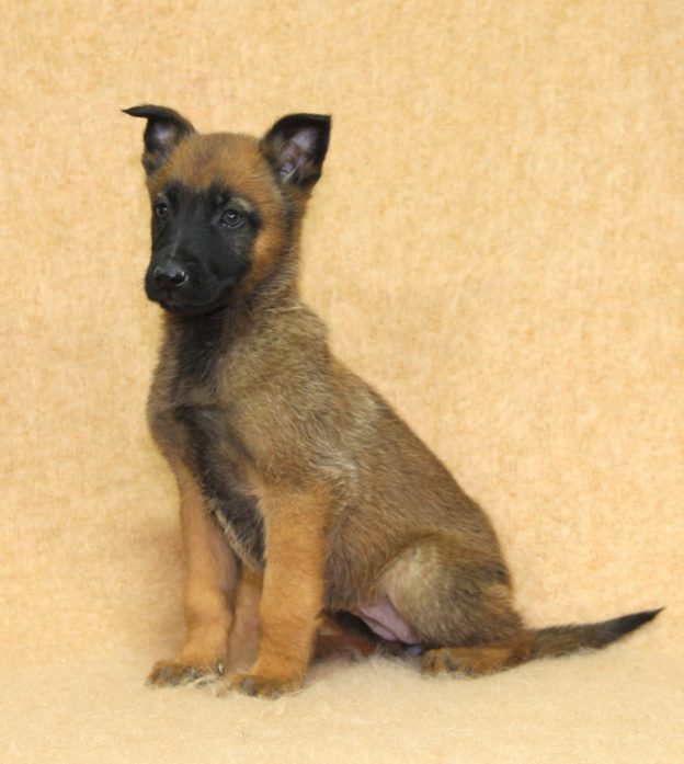 Chiots | Malinois | LOF | Elevage | Paradisdesedelweiss |
