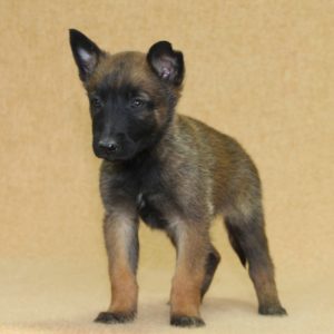 Chiots | Malinois | LOF | Elevage | Paradisdesedelweiss |
