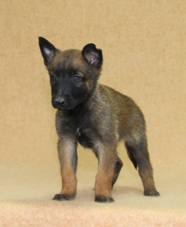 Chiots | Malinois | LOF | Elevage | Paradisdesedelweiss |