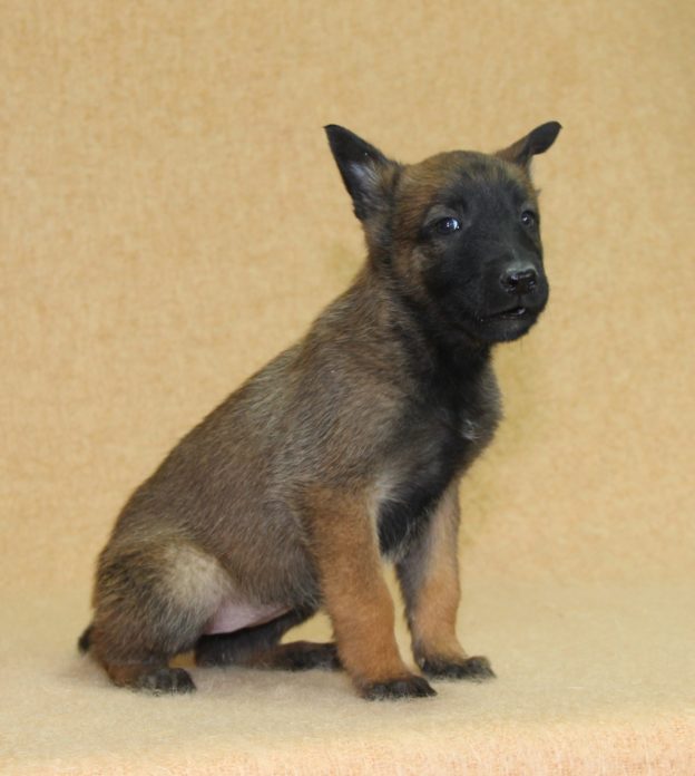 Chiots | Malinois | LOF | Elevage | Paradisdesedelweiss |