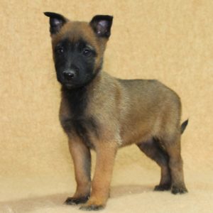 Chiots | Malinois | LOF | Elevage | Paradisdesedelweiss |
