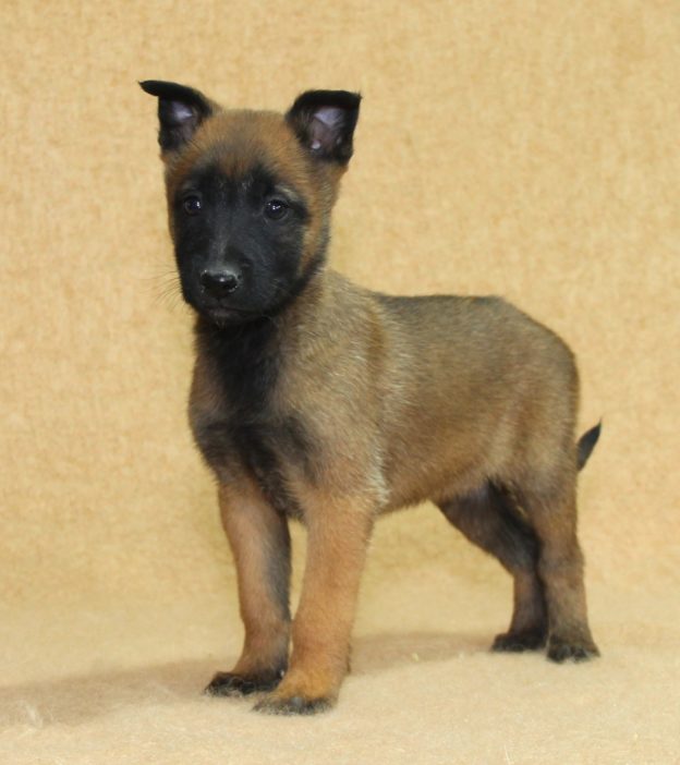 Chiots | Malinois | LOF | Elevage | Paradisdesedelweiss |